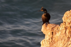 Shag. Photo: &copy; Steve Levrier