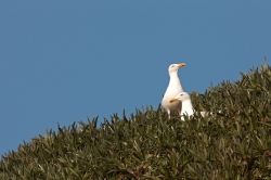 Herring Gull. Photo: &copy; Steve Levrier