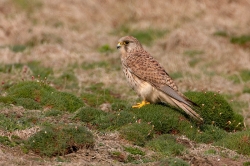 Kestrel. Photo: &copy; Steve Levrier