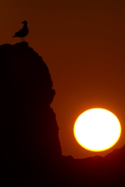 Herring Gull. Photo: &copy; Steve Levrier