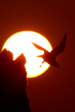 Herring Gull. Photo: &copy; Steve Levrier