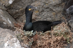 Shag. Photo: &copy; Steve Levrier