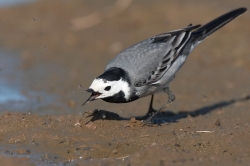 Pied Wagtail. Photo: &copy; Steve Levrier