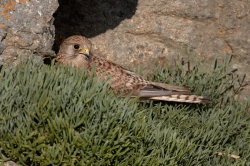 Kestrel. Photo: &copy; Steve Levrier