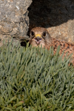 Kestrel. Photo: &copy; Steve Levrier
