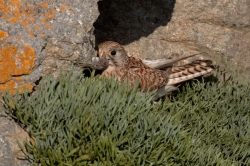 Kestrel. Photo: &copy; Steve Levrier
