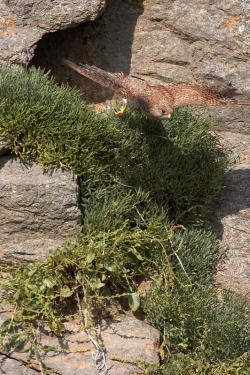 Kestrel. Photo: &copy; Steve Levrier