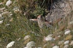 Kestrel. Photo: &copy; Steve Levrier