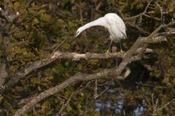 Little Egret. Photo: &copy; Steve Levrier