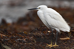 Little Egret. Photo: &copy; Steve Levrier