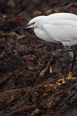 Little Egret. Photo: &copy; Steve Levrier