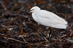 Little Egret. Photo: &copy; Steve Levrier