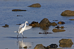 Little Egret photographed at Fort le Crocq on 10/2/2008. Photo: &copy; Steve Levrier