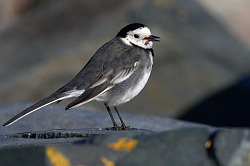 Pied Wagtail. Photo: &copy; Steve Levrier