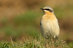 Wheatear photographed at Pleinmont on 25/4/2008. Photo: &copy; Steve Levrier