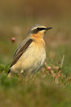 Wheatear photographed at Pleinmont on 25/4/2008. Photo: &copy; Steve Levrier