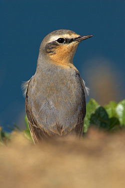 Wheatear photographed at Pleinmont on 2/5/2008. Photo: &copy; Steve Levrier