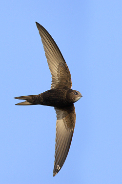 Swift photographed at Pleinmont on 20/5/2008. Photo: &copy; Steve Levrier