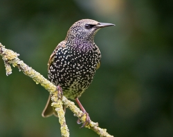 Starling photographed at Les Caches on 24/11/2007. Photo: &copy; Barry Wells