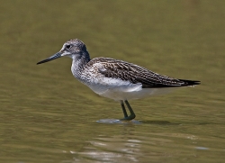 Greenshank photographed at Rue des Bergers NR on 11/8/2007. Photo: &copy; Barry Wells