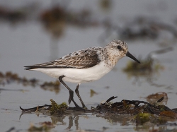 Sanderling photographed at Cobo Bay on 9/9/2007. Photo: &copy; Barry Wells