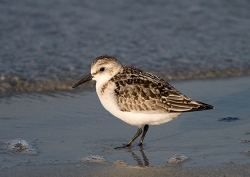Sanderling photographed at Vazon Bay on 14/9/2007. Photo: &copy; Barry Wells
