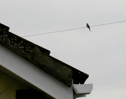 Bee-eater photographed at Rue De La Ronde Cheminee on 27/4/2008. Photo: &copy; Julian Medland
