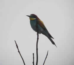 Bee-eater photographed at Pleinmont [PLE] on 3/5/2008. Photo: &copy; Mark Guppy
