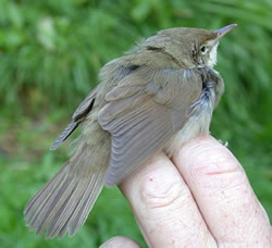  photographed at Pleinmont [PLE] on 14/10/2004. Photo: &copy; Mark Lawlor