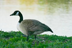 Greater Canada Goose photographed at Claire Mare [CLA] on 19/4/2007. Photo: &copy; Bob Murphy