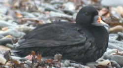 Common Scoter photographed at Belle Greve Bay [BEL] on 0/12/2003. Photo: &copy; Phil Atkinson