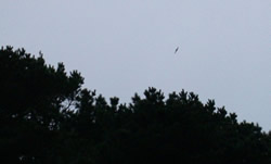 Common Scoter photographed at Le Guet [GUE] on 23/12/2002. Photo: &copy; Mark Lawlor