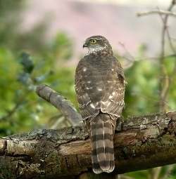Sparrowhawk photographed at Les Caches on 28/2/2004. Photo: &copy; Barry Wells