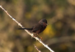 Dartford Warbler photographed at Pleinmont [PLE] on 2/6/2006. Photo: &copy; Vic Froome