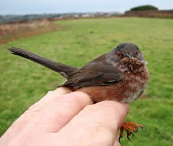 Dartford Warbler photographed at Pleinmont [PLE] on 0/12/2005. Photo: &copy; Jamie Hooper