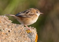 Fan-tailed Warbler photographed at Port Soif on 20/3/2009. Photo: &copy; Barry Wells