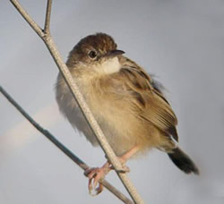 Fan-tailed Warbler photographed at Port Soif [SOI] on 21/3/2009. Photo: &copy; Mark Guppy