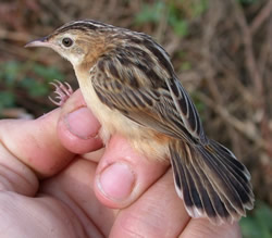Fan-tailed Warbler photographed at Claire Mare [CLA] on 0/8/2004. Photo: &copy; Jamie Hooper