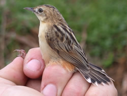 Fan-tailed Warbler photographed at Claire Mare [CLA] on 0/8/2004. Photo: &copy; Jamie Hooper