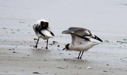Franklin's Gull photographed at Vazon [VAZ] on 11/6/2006. Photo: &copy; Mark Lawlor