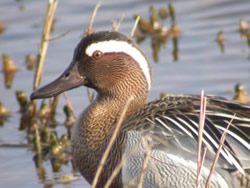 Garganey photographed at Claire Mare [CLA] on 0/4/2005. Photo: &copy; Bob Murphy