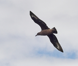 Great Skua photographed at Pelagic [PEL] on 0/8/2007. Photo: &copy; Vic Froome