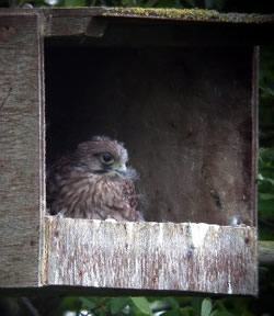 Kestrel photographed at Rue des Bergers [BER] on 2/6/2005. Photo: &copy; Mark Lawlor