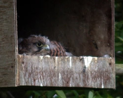 Kestrel photographed at Rue des Bergers [BER] on 2/6/2005. Photo: &copy; Mark Lawlor