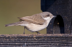 Lesser Whitethroat photographed at Grande Mare [GMA] on 10/1/2009. Photo: &copy; Barry Wells