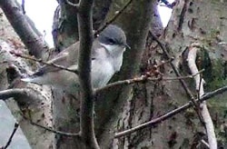 Lesser Whitethroat photographed at Grand Bouet, SPP [GDB] on 0/12/2007. Photo: &copy; Anon.