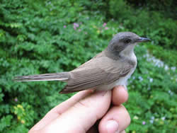 Lesser Whitethroat photographed at Pleinmont [PLE] on 0/5/2007. Photo: &copy; Jamie Hooper