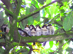 Long-tailed Tit photographed at La Petite Vallette [LPT] on 0/5/2007. Photo: &copy; Carole Kinnersly