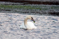 Mute Swan photographed at Vale Pond [VAL] on 1/10/2005. Photo: &copy; Mark Lawlor