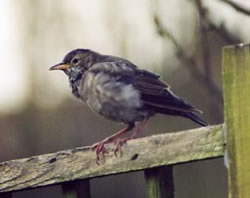 Rose-coloured Starling photographed at Rue Maze, STM [MAZ] on 0/1/2005. Photo: &copy; S Cooper